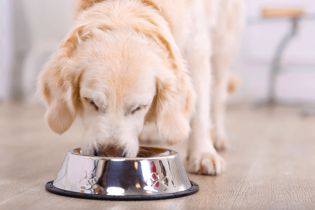 Best tasting dog cheap food for picky dogs