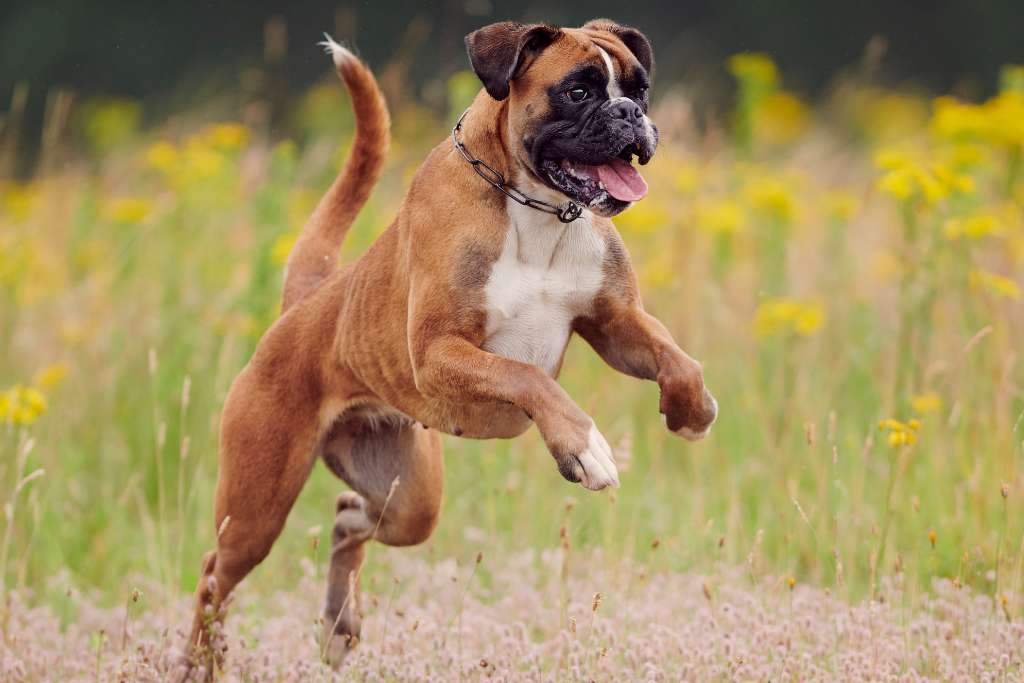 Spotting Muscle Loss in Dogs: A Guide to Muscle Condition Scoring