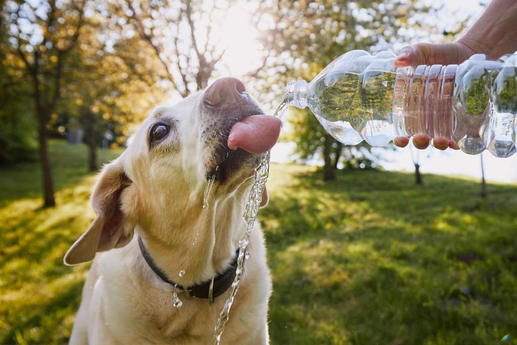 Top Tips to Keep Your Dogs Cool in Hot Weather
