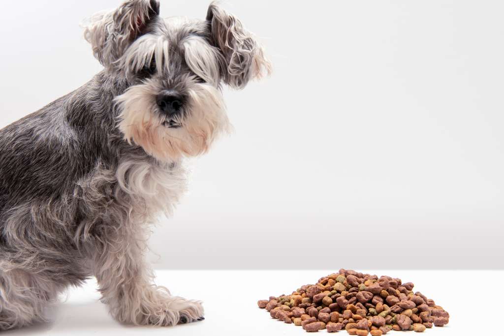 When Your Dog Won't Eat: Causes and Appetite-Boosting Solutions