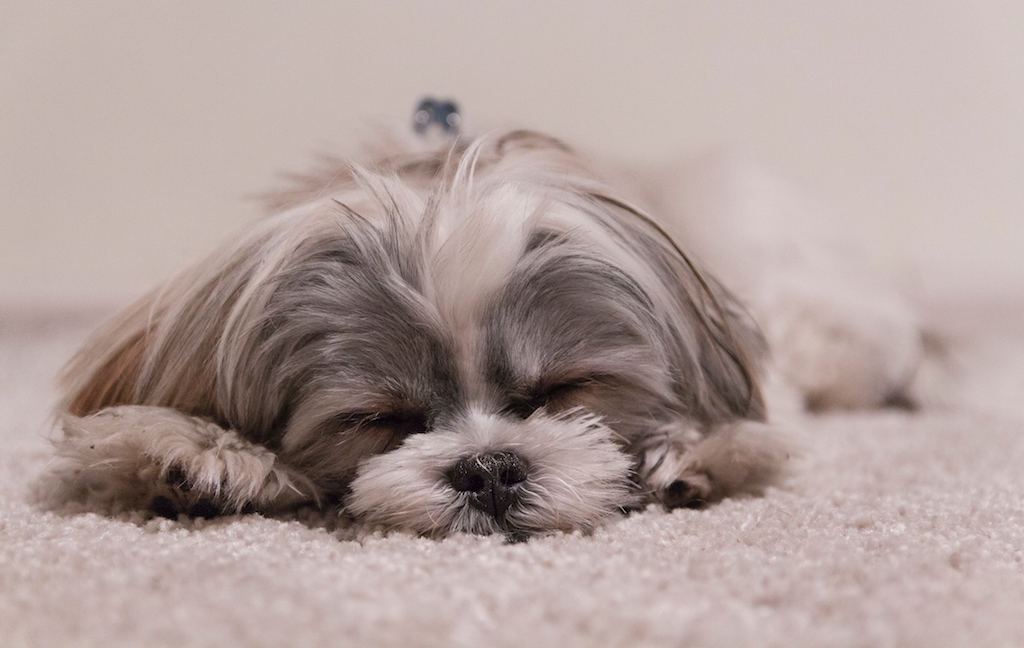 6 Reasons Why Your Dog Snores - Good Dog People™