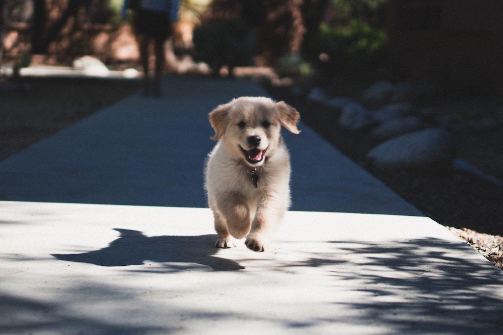 Give your Puppy A Nutritional Head Start - Good Dog People™