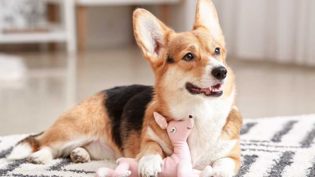 Are your dog's toys safe? - Good Dog People™