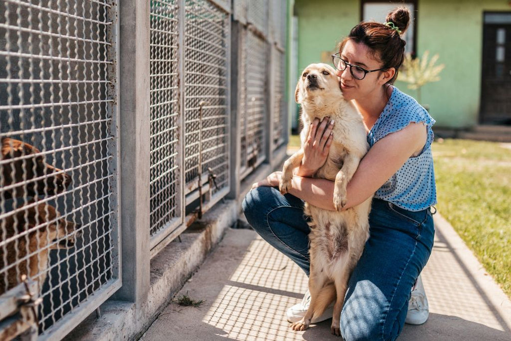 Building Confidence in Rescue Dogs Good Dog People™