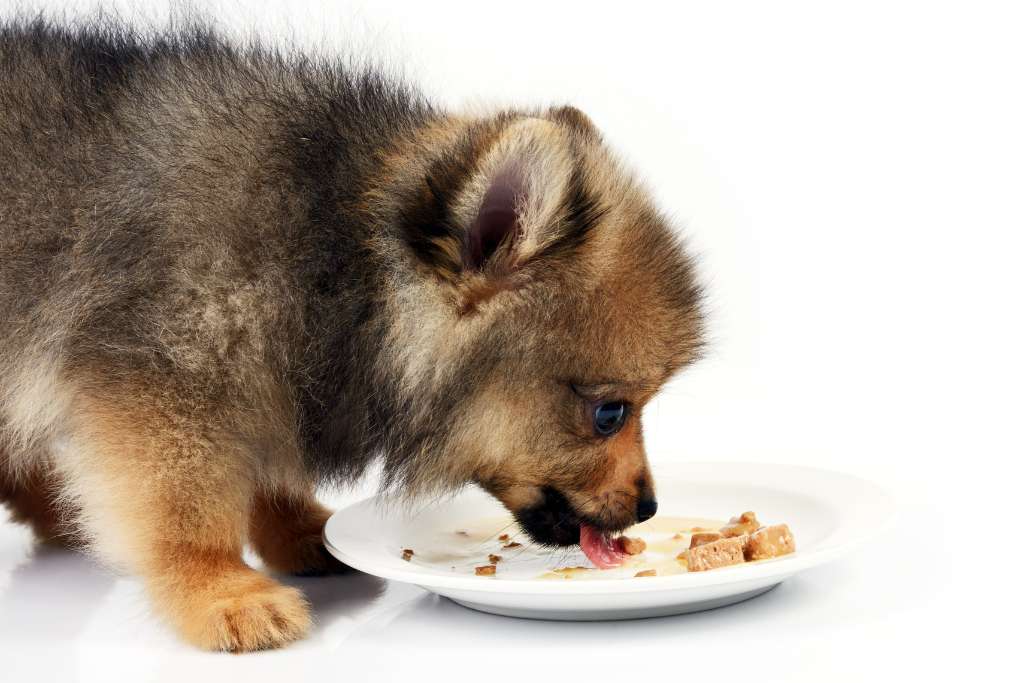 Choosing the Best Treats for Puppies - Good Dog People™