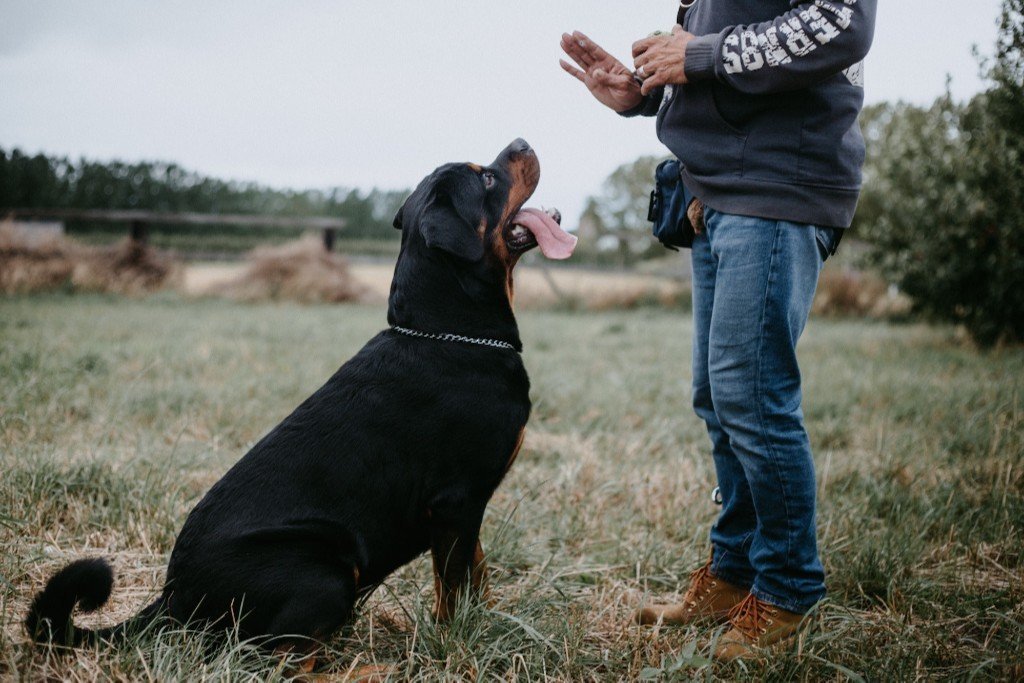 How To Train A Dog: The Basics - Good Dog People™