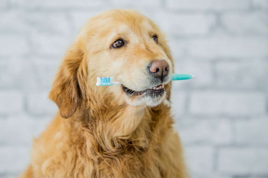 Dental Chew – The Good, The Bad, and The Ugly - Good Dog People™