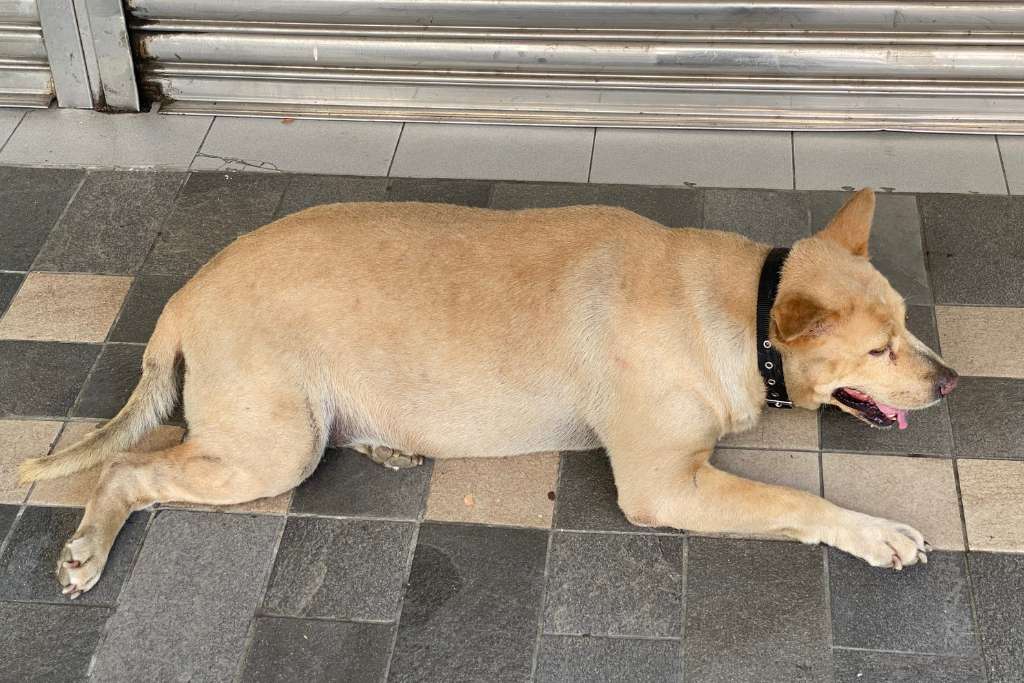 Designing a Safe and Effective Weight Loss Plan for Your Dog - Good Dog People™