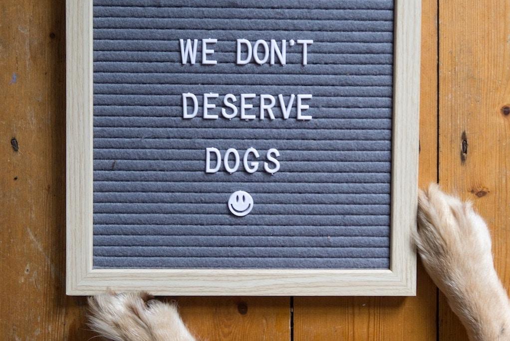 #AdoptDontShop: Tear-jerking Adoption Tales - Good Dog People™