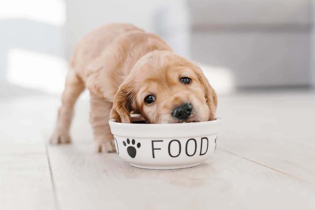 Golden retriever hotsell food allergies