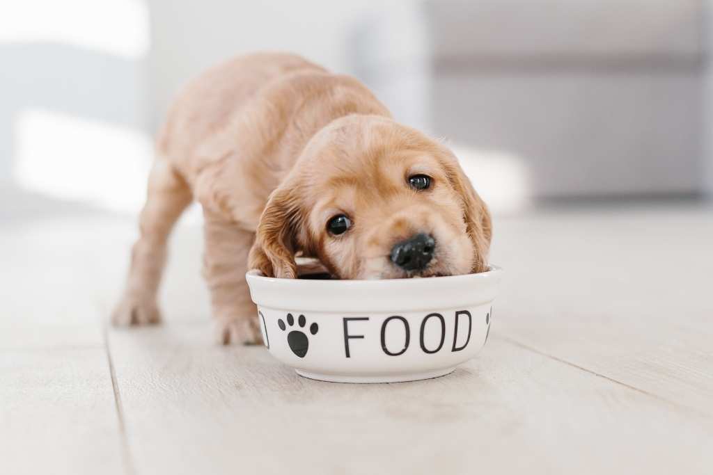 Dog Food Allergies or Food Intolerances: What’s The Difference? - Good Dog People™