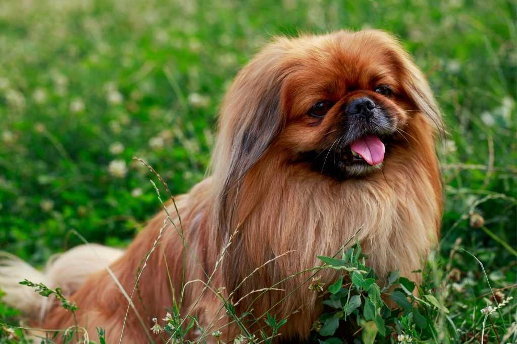 Pekingese shedding hot sale