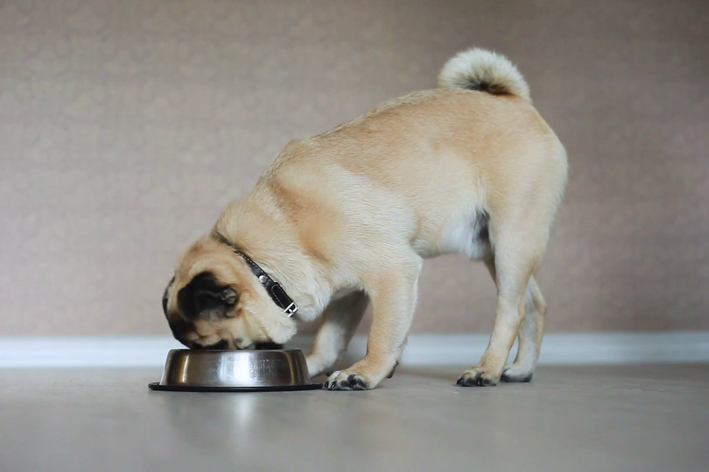 A Guide to Different Dog Food Types - Good Dog People™