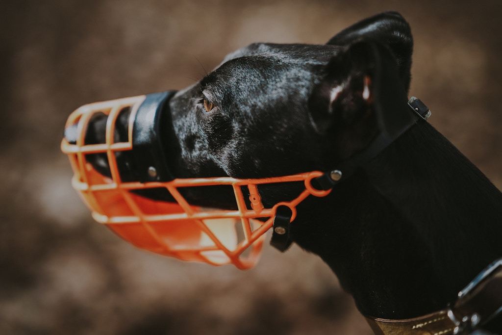 Muzzle Up: Are Muzzles Bad for Dogs? - Good Dog People™