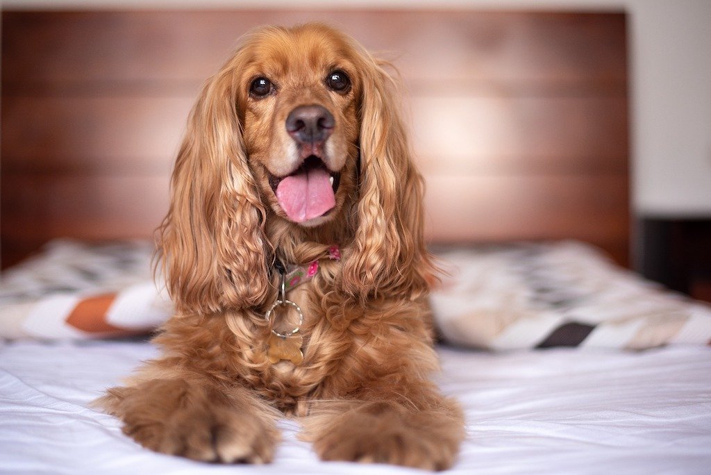 5 Tips for Managing Luxating Patella (Trick Knees) in Dogs - Good Dog People™