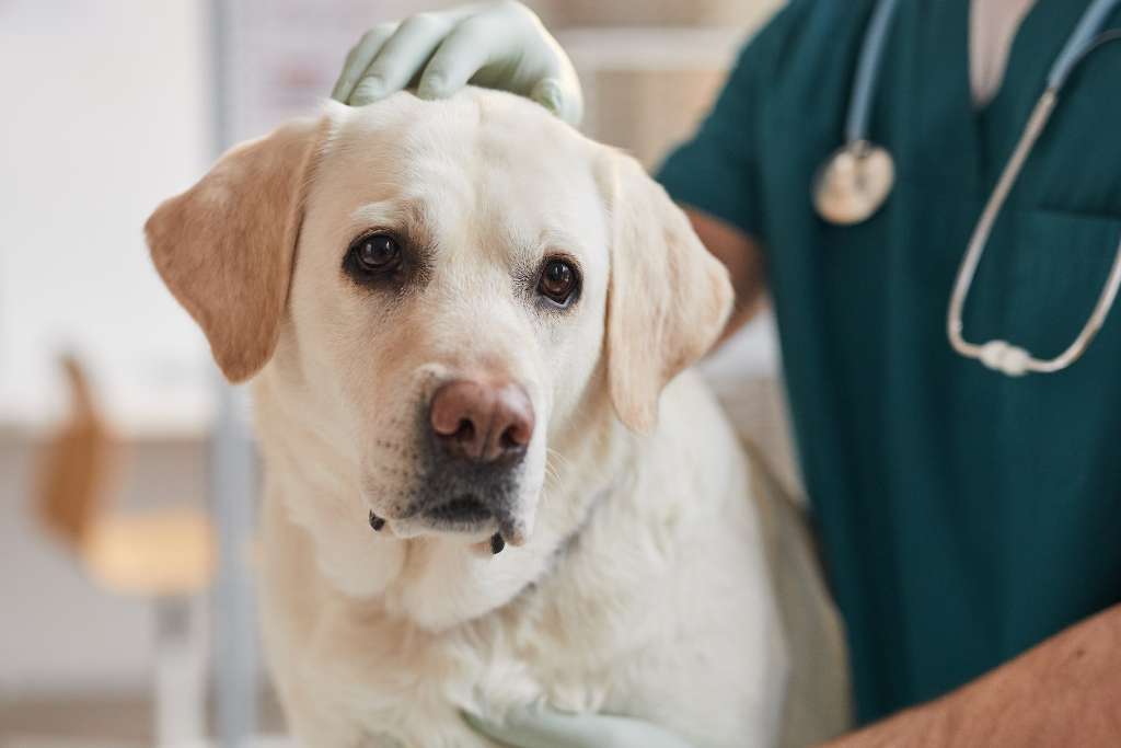 Feeding Your Dog During Cancer Treatment - Good Dog People™