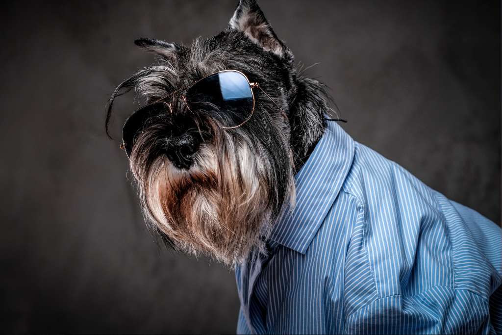 Functional and Fashionable Dog Accessories - Good Dog People™