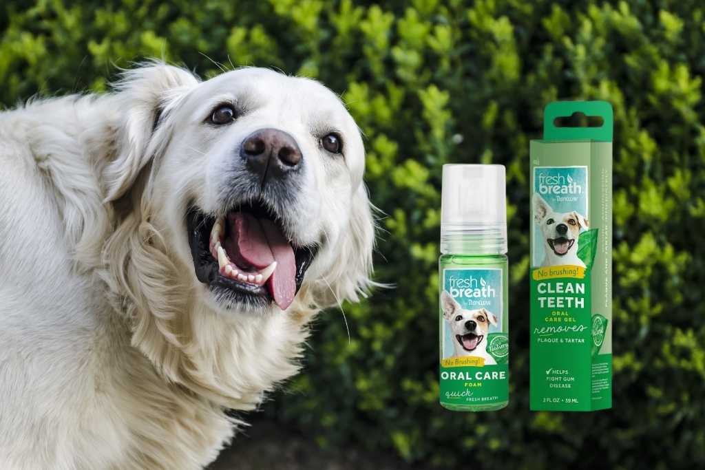 GDP Review: TropiClean’s No Brushing Gel & Foam - Good Dog People™