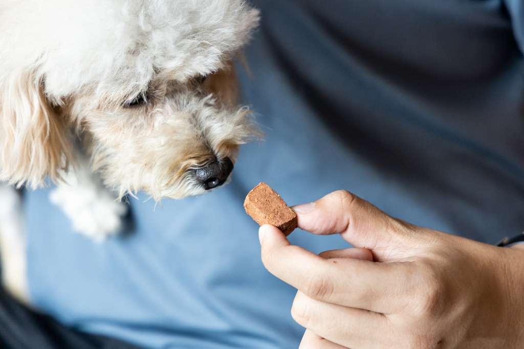 Heartworm Disease in Dogs - Good Dog People™