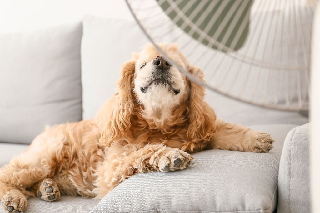 Heatstroke in Dogs - Good Dog People™