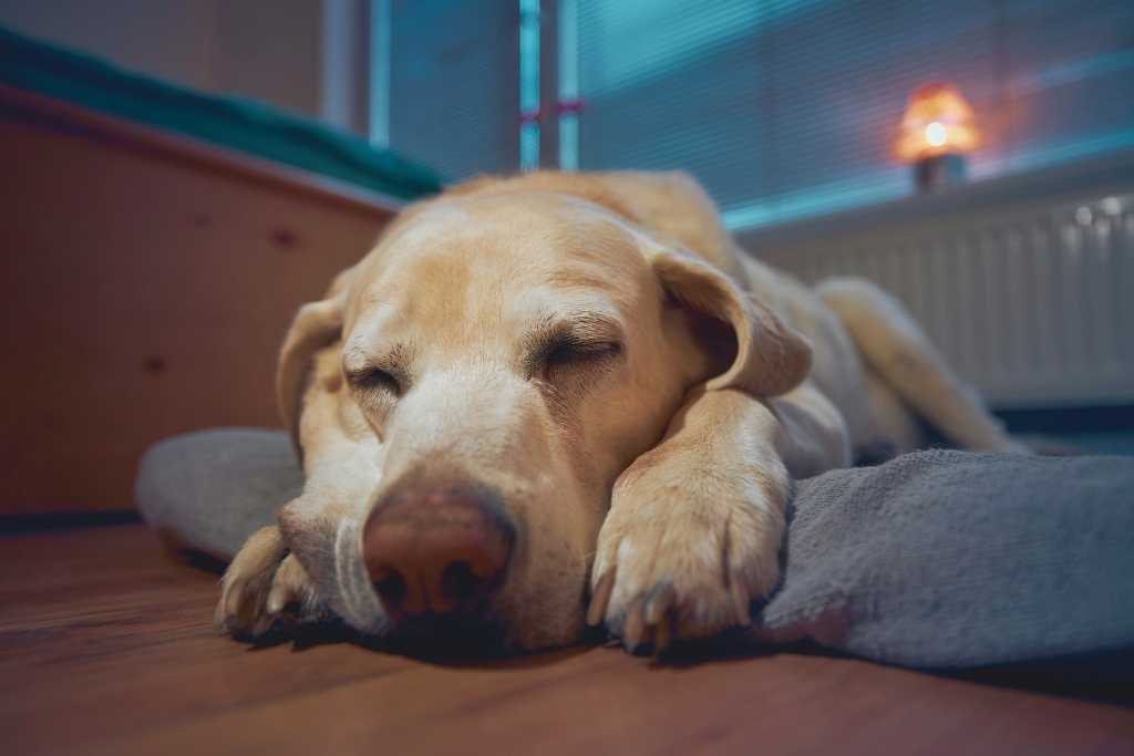 Help a Dog with Arthritis - Good Dog People™