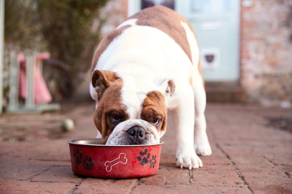 how-to-choose-the-best-dog-bowl - Good Dog People™
