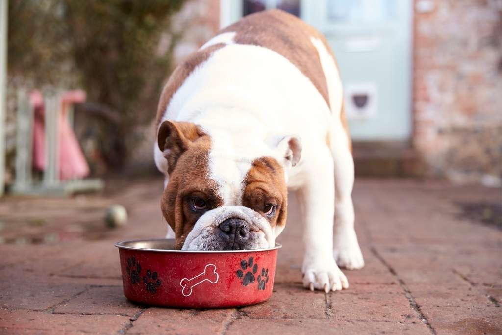 How to Choose the Best Dog Bowl - Good Dog People™