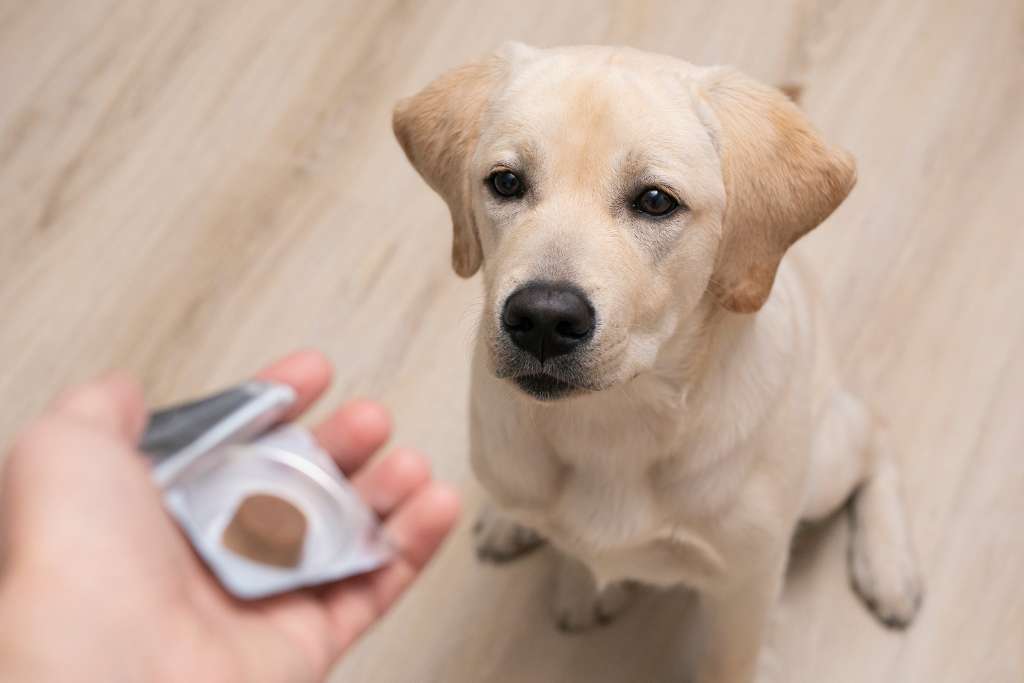 Best flea medicine for golden retrievers sale