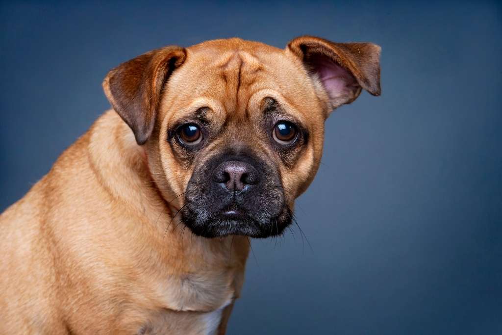 How To Clean Dog Ears - Good Dog People™