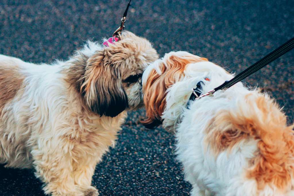 How to Socialise an Older Dog - Good Dog People™