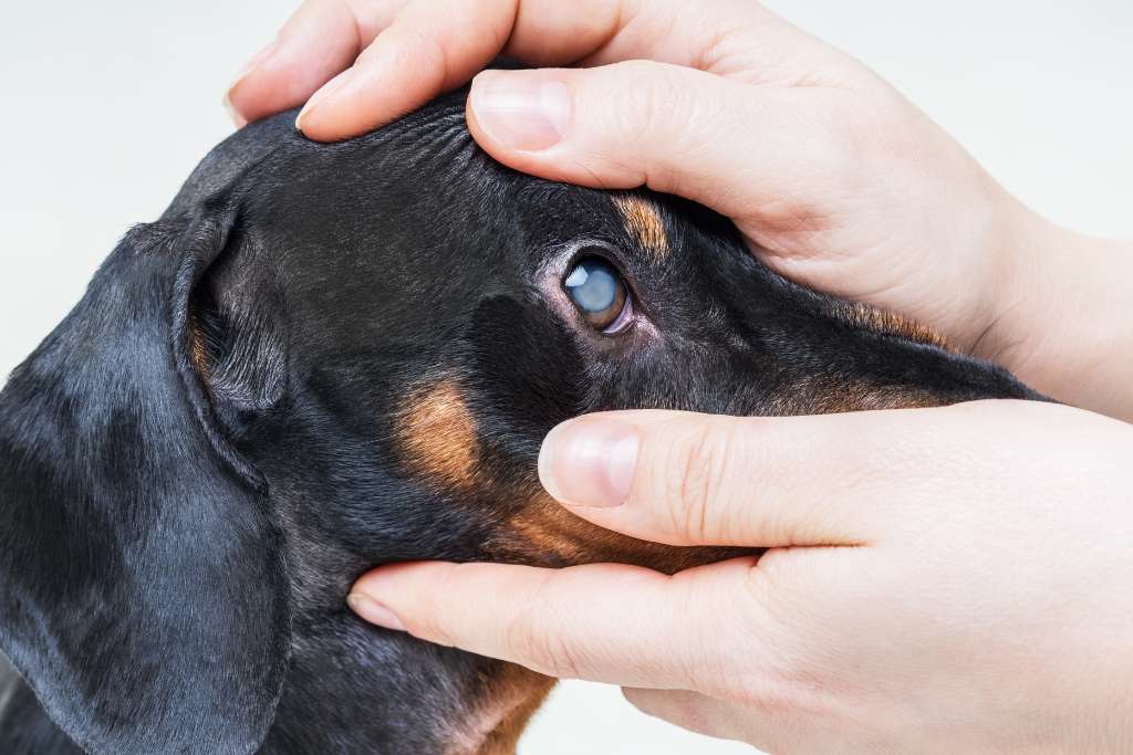 How to Test Your Dog’s Vision at Home - Good Dog People™