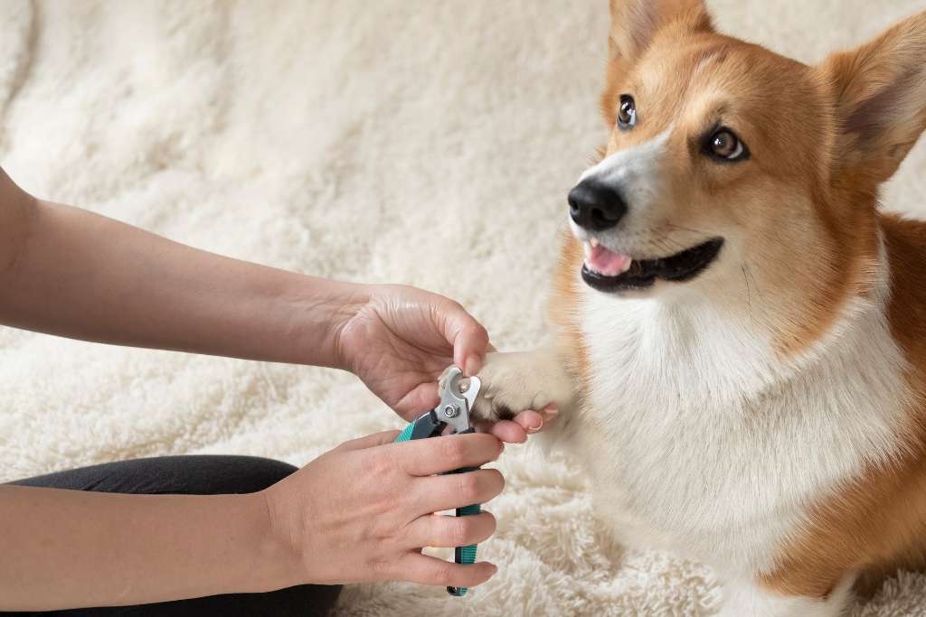 How to Trim Your Dog’s Nails in 7 Easy Steps - Good Dog People™