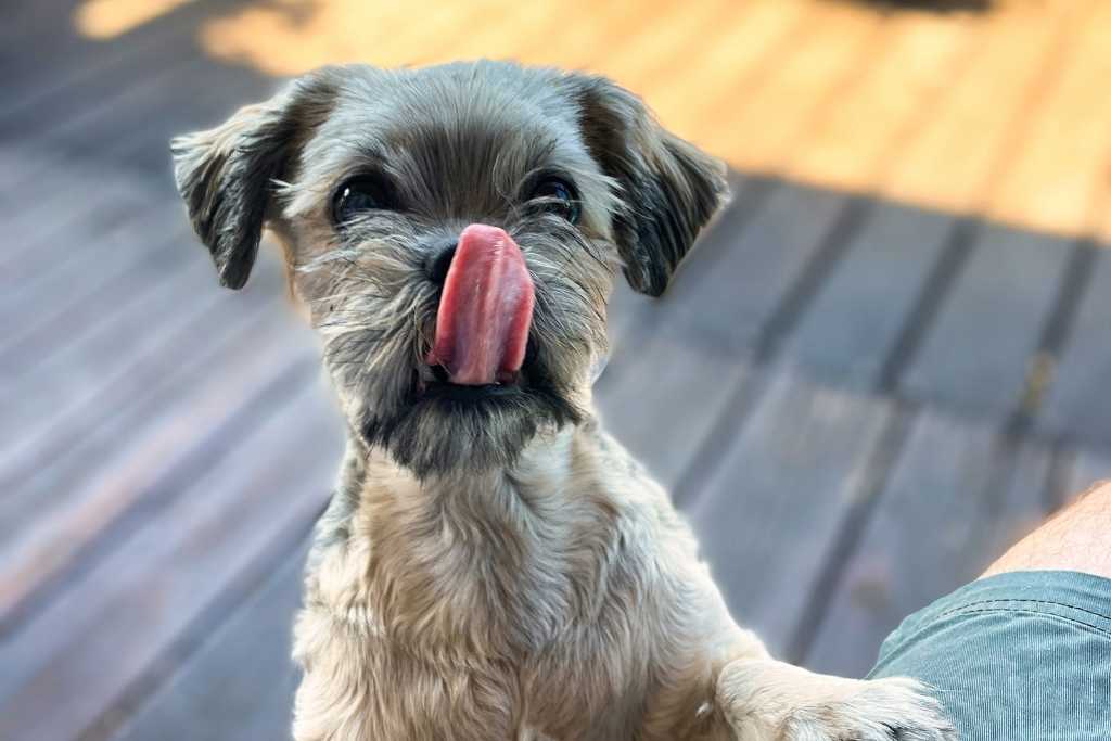 Human Food Dogs Can’t Eat - Good Dog People™