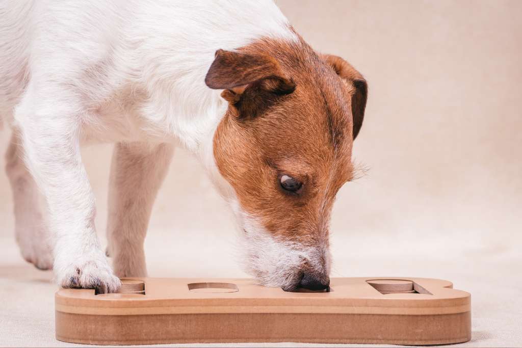 Best Puzzle Toys for Dogs, Banish Boredom
