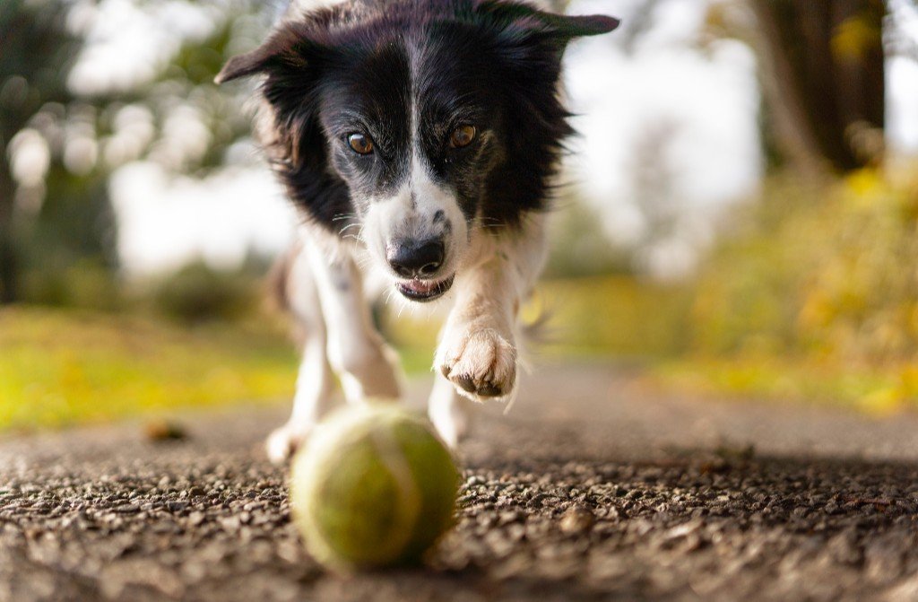 How To Teach An Old Dog New Tricks - Good Dog People™