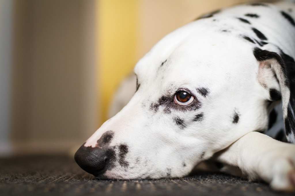7 Signs Your Pet is Bored