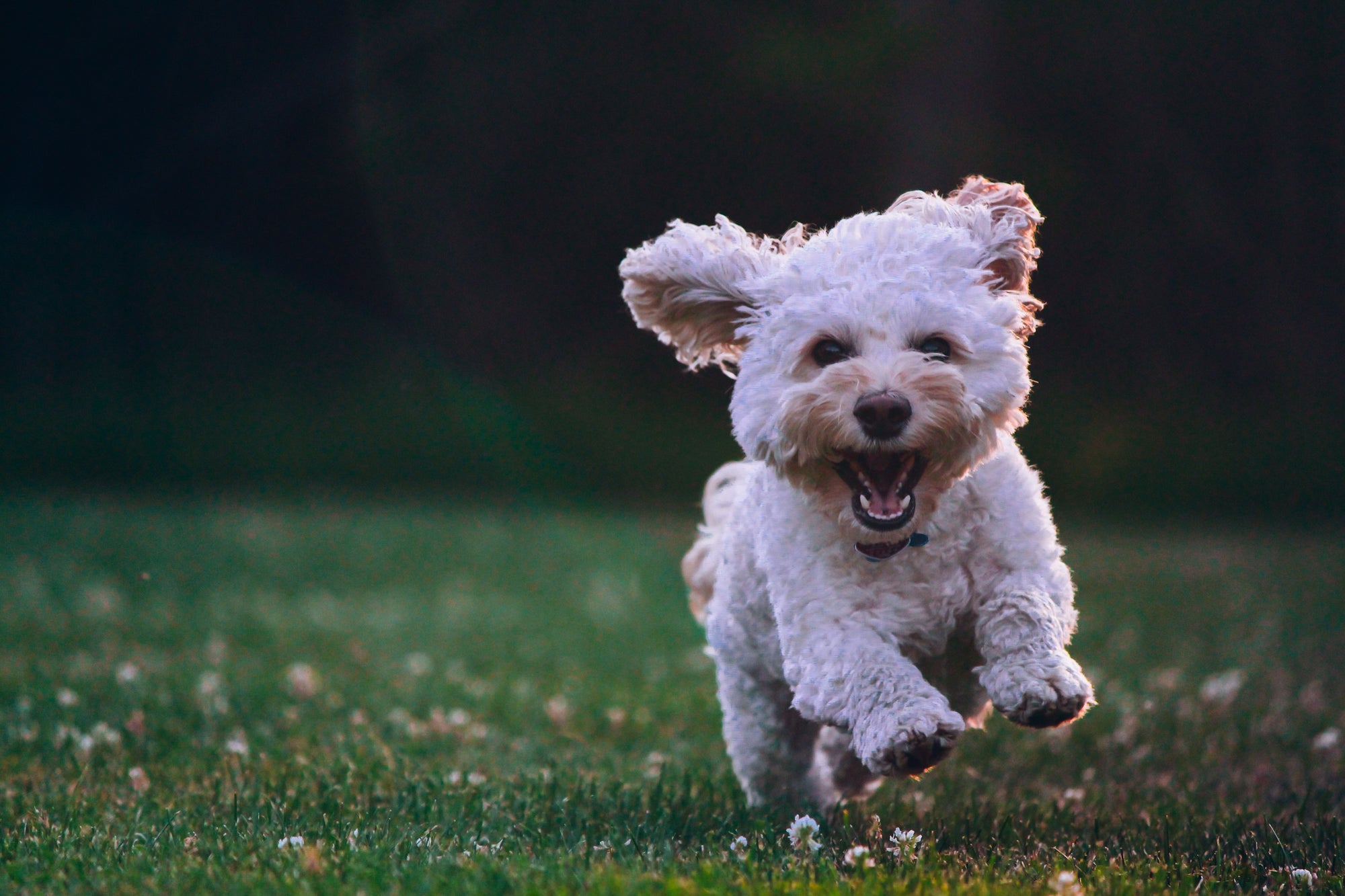 5 Fun-Filled Activities for You and Your Dog - Good Dog People™