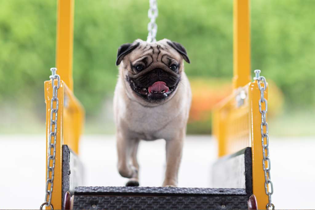 Keeping Our Dogs Fit in Urban Singapore - Good Dog People™