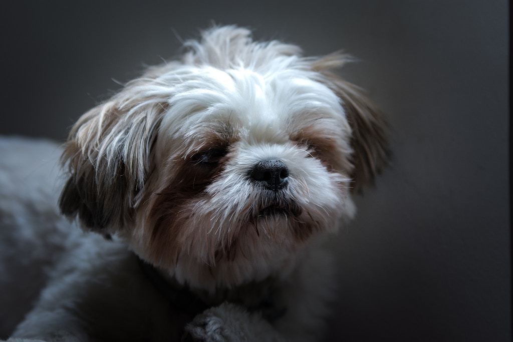 Dogs and Tear Stains: Treating and Preventing - Good Dog People™