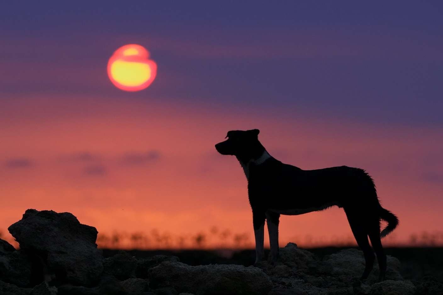 New Year, New Dog! - Good Dog People™