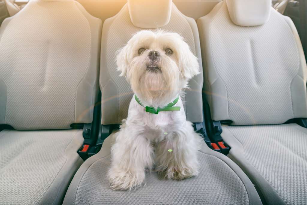 Pet Safety During Car Travels - Good Dog People™