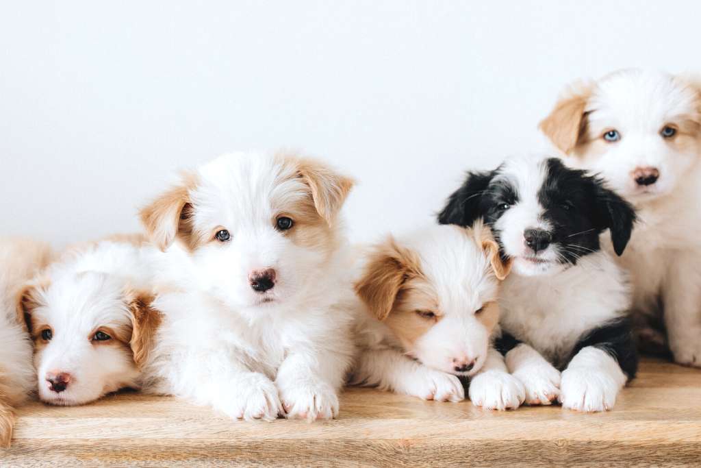 Puppy Care: The Things People Don't Tell You - Good Dog People™