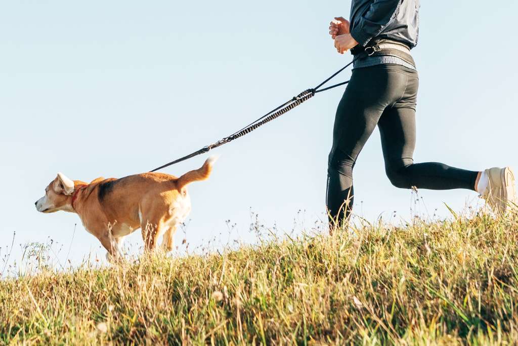 Running With Your Dogs: Dos and Don’ts - Good Dog People™