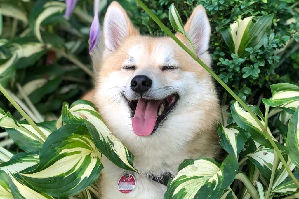 Signs of an Extremely Happy Pooch - Good Dog People™