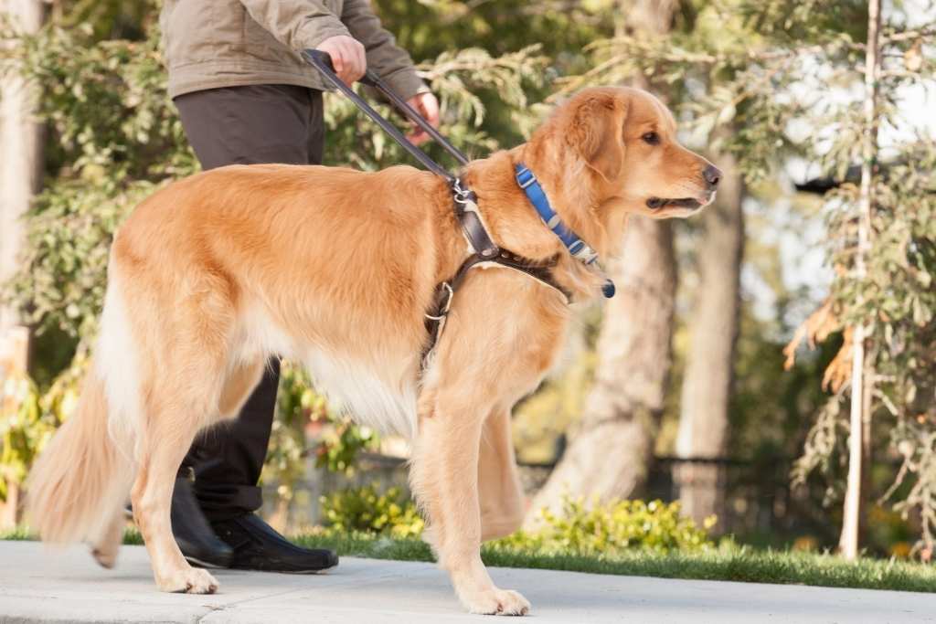 The Incredible Service Dogs - Good Dog People™