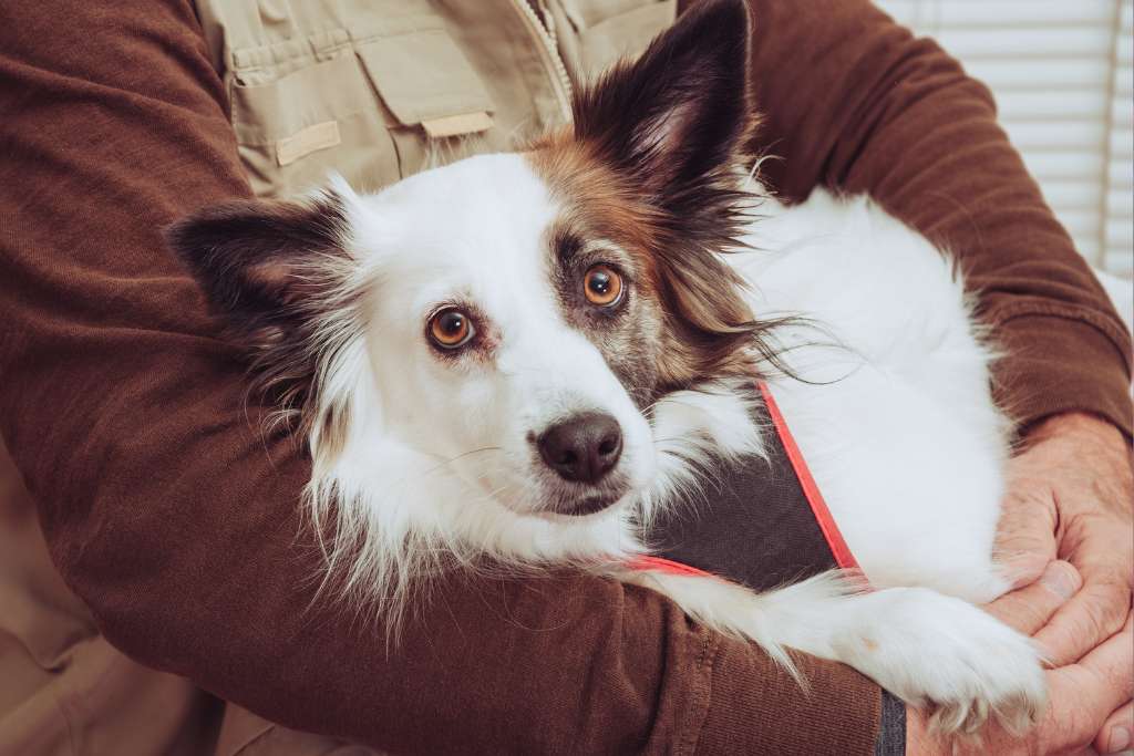 The Joys and Challenges of Adopting a Senior Dog - Good Dog People™