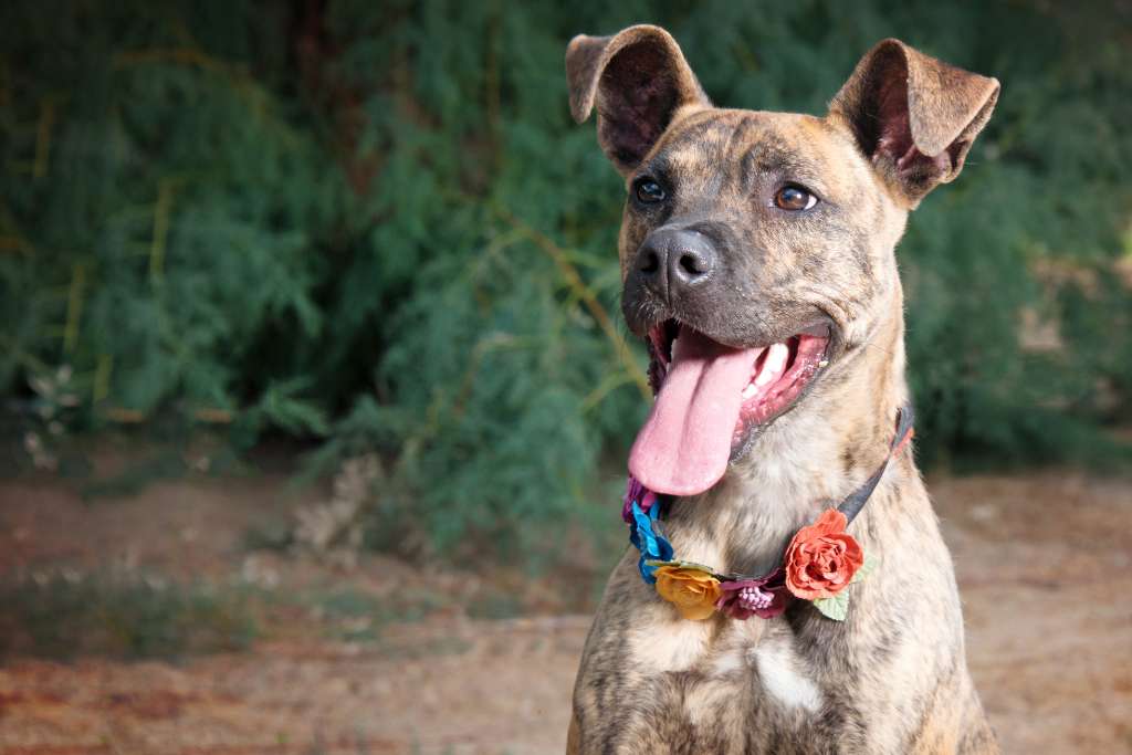 The Misunderstood Dog - Singapore Special - Good Dog People™