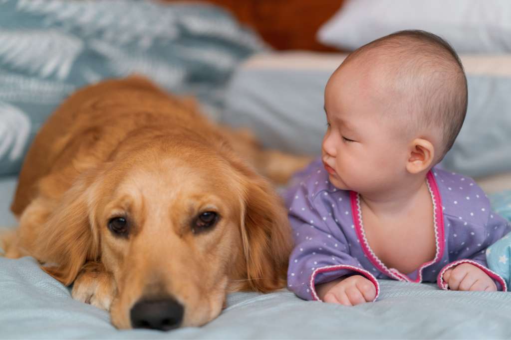 The Unique Relationship Between Humans and Dogs - Good Dog People™