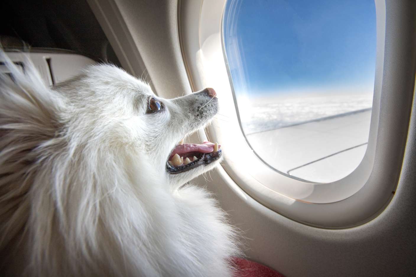 Tips on Flying With Your Dog - Good Dog People™
