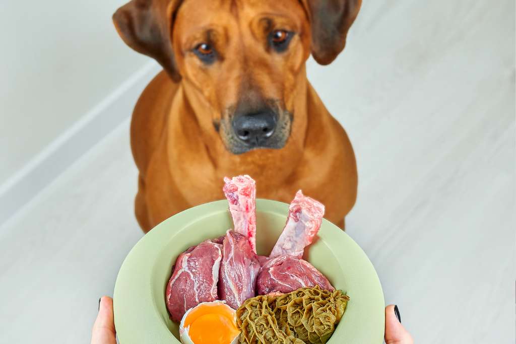 Types of Dog Food: A Helpful Guide - Good Dog People™